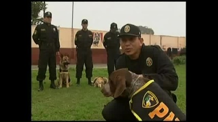 Перуанско Куче Боксьор