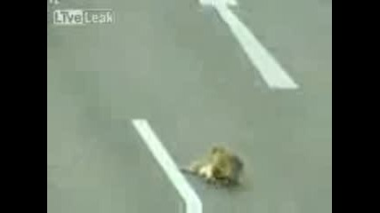 Куче Спасява Ранен Приятел! Страхотно!