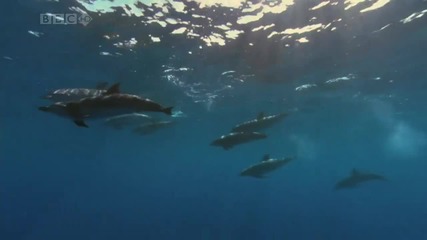 Делфините - Bbc Planet Earth 
