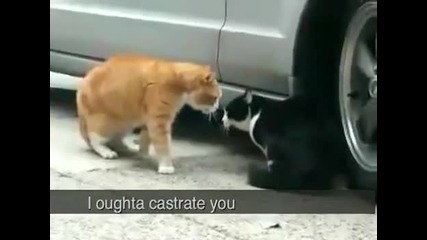 Говореща котка крещи на друга котка 100% Смях