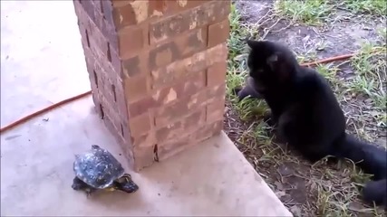 Котка се страхува от костенурка