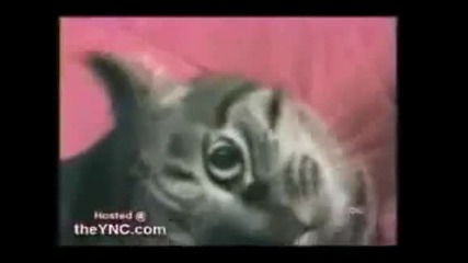 Talking Cat 