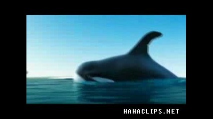 Cool Penguins Vs Whale