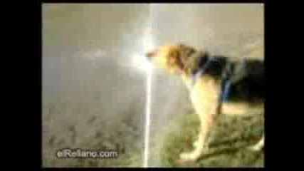Куче Срещу Вода