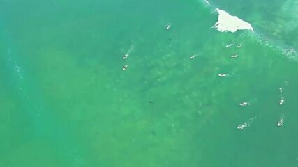 НЕОЧАКВАНО: Голяма бяла акула стресна сърфисти край Калифорния
