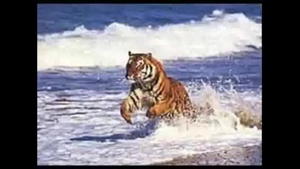 Massari - Ти си всичко за мен
