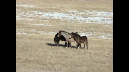 Stallions fighting for attention... 