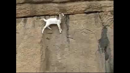 Планинска коза се катери по отвесни скали 