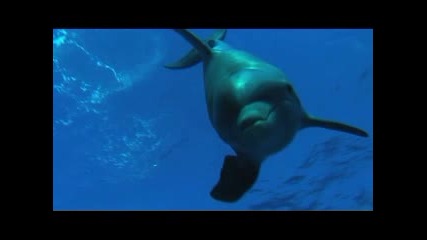 Dolphins And Whales 3d: Tribes Of The Ocea