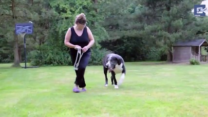 Гигантско куче тежи 95 кг