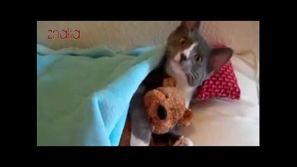 Kote gushka pliusheno meche