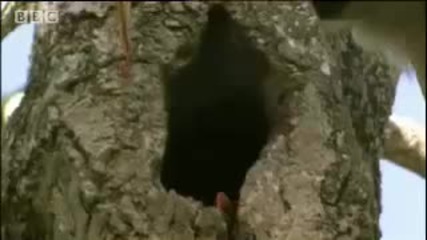 Bbc Jungle - The Private Life of Hornbills 