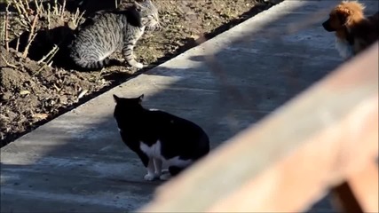 Тъжен ден в историята на Котките (100%смях)