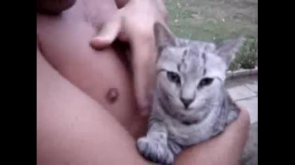 Котка бозае от мъж [смях]