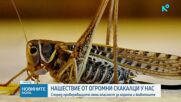 Нашествие от огромни скакалци у нас