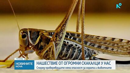 Нашествие от огромни скакалци у нас