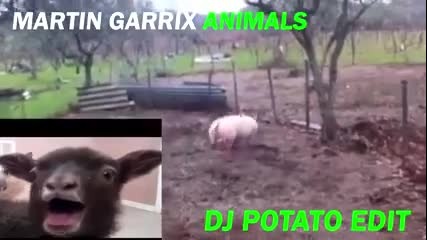 Martin Garrix's Animals Remix от животни!