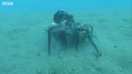 Oктоподи си строят собствени убежища (без звук) 