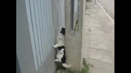 браво на кучето