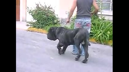 Mastino neapoletano