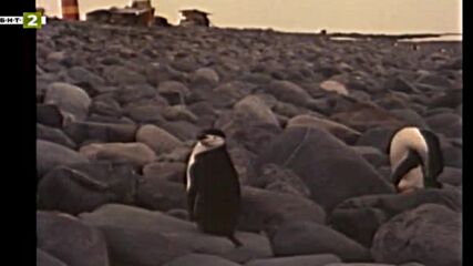 Антарктида (1994)