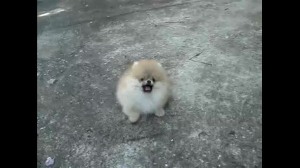 My Pomeranian - Dolly (hq) 