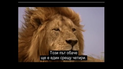 Животът на Лъвовете част 5