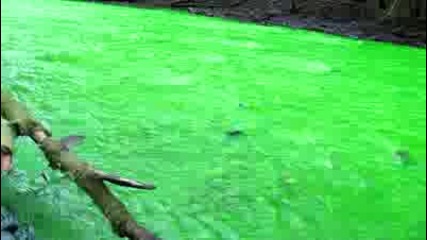 Зелена река 