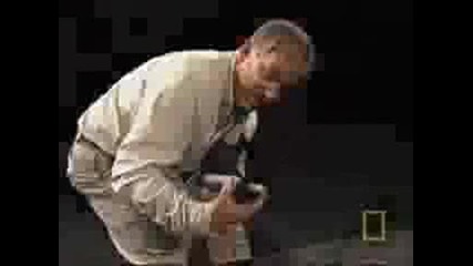 Bite force competition. Pitbull,  Rottweiler,  and Shepherd..avi