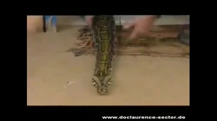 Дете си играе с огромна змия убиец 