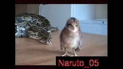 Змия изаяжда птиче 