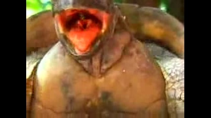 Оргазъм на костенурка