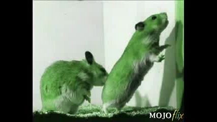 Hamster Dance