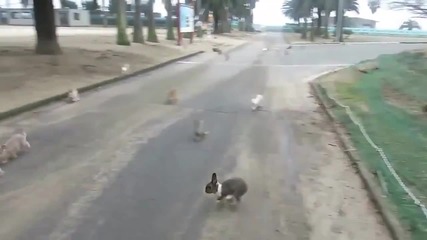 Стотици малки скокльовци :)