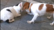 Куче се грижи за сляпо коте