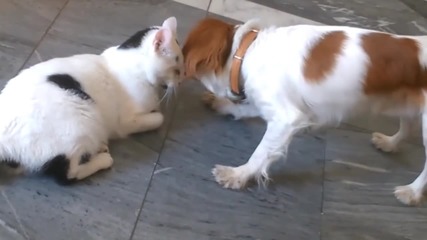 Куче се грижи за сляпо коте