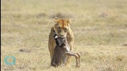 Snapshots of Serengeti Wildlife Let Citizen Scientists Shine