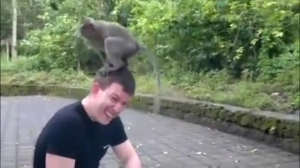 Маймуна се гаври с Руснак