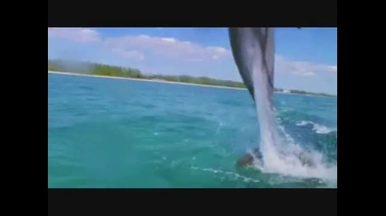 Делфини Спасяват Хора От Акула