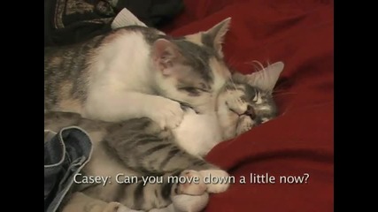 Котка прави масаж на друга! 