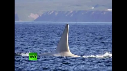 Уникаленн бял кит откриха край Камчатка