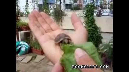 Костенурка яде маруля