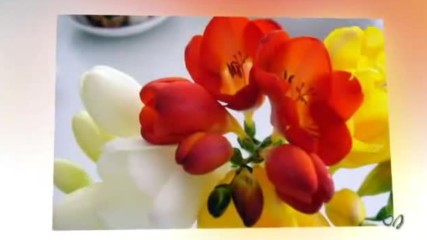 Beautiful Freesias Relaxing Music