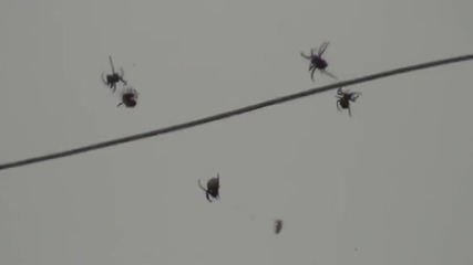 Дъжд от паяци в Бразилия