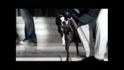 Ето това е куче на Мвр 