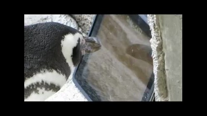 Пингвини играят на ipad