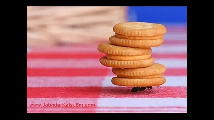 Funny Pictures