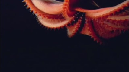 Mike degruy Hooked by an octopus 