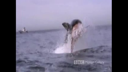 Jogyjogy.com - Видео Life in the Blue - Подводен свят - Hd видео споделяне.flv