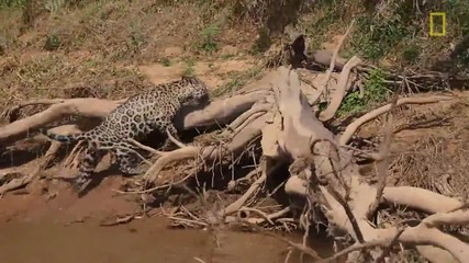Jaguar Attacks Crocodile ( Еxclusive Video )